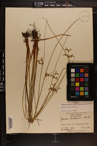 Juncus coriaceus image