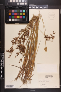 Juncus elliottii image