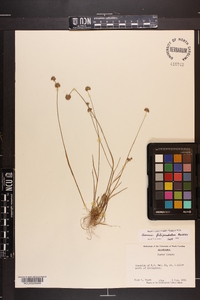 Juncus filipendulus image