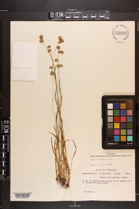 Juncus filipendulus image