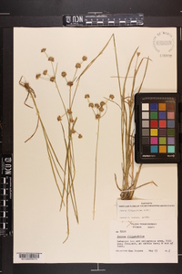 Juncus filipendulus image