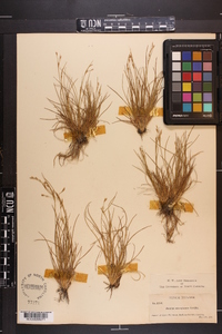 Juncus georgianus image