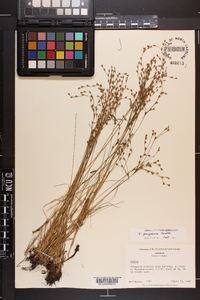 Juncus georgianus image