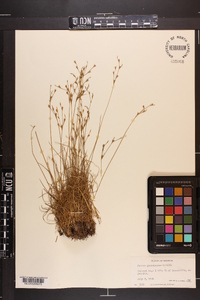 Juncus georgianus image