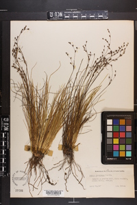 Juncus georgianus image