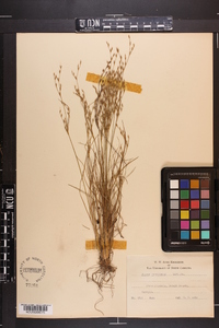 Juncus georgianus image