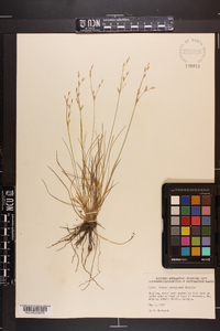 Juncus georgianus image