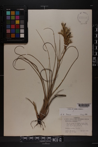 Tillandsia fasciculata image