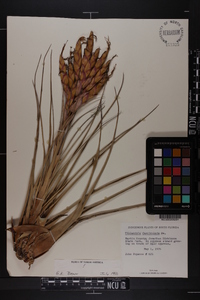 Tillandsia fasciculata image