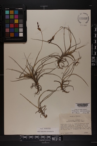 Tillandsia recurvata image