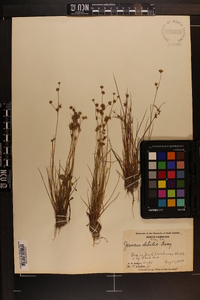 Juncus debilis image