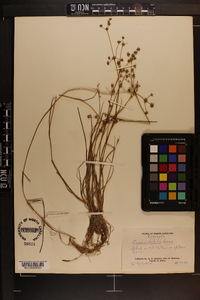 Juncus debilis image