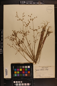 Juncus debilis image