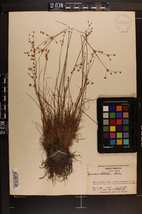 Juncus debilis image