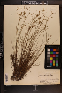 Juncus debilis image