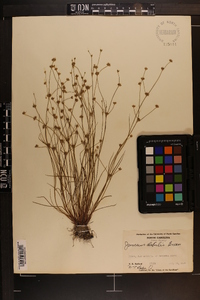 Juncus debilis image