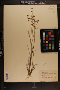 Juncus debilis image