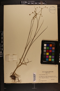 Juncus debilis image