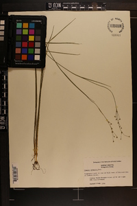 Juncus debilis image