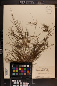 Juncus debilis image