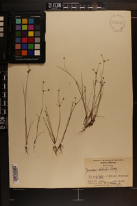 Juncus debilis image