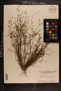 Juncus debilis image