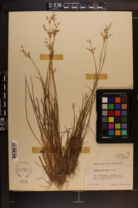 Juncus debilis image