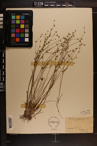 Juncus debilis image