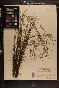 Juncus debilis image