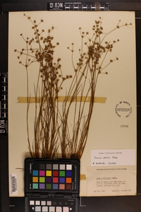 Juncus debilis image