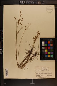 Juncus debilis image