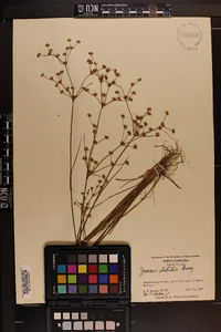 Juncus debilis image