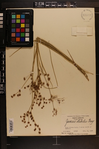 Juncus debilis image