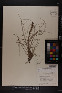 Tillandsia bartramii image