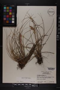 Tillandsia bartramii image