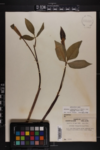 Arisaema triphyllum subsp. pusillum image