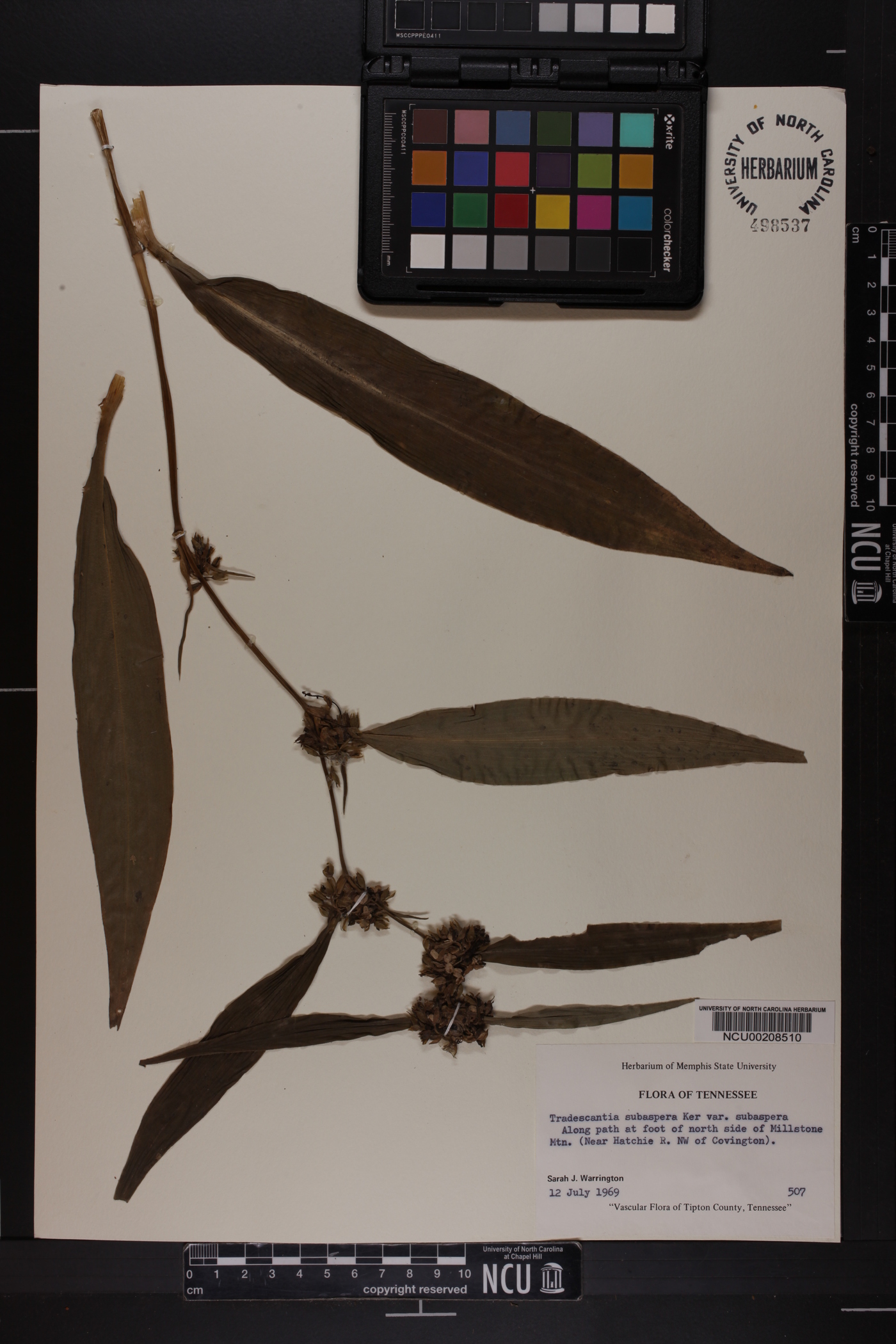 Tradescantia subaspera var. subaspera image