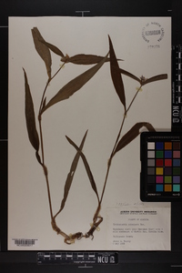 Tradescantia subaspera image