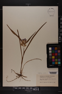 Tradescantia virginiana image