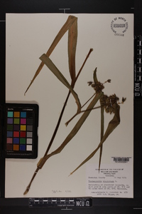 Tradescantia virginiana image