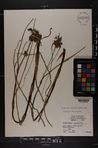 Tradescantia occidentalis image