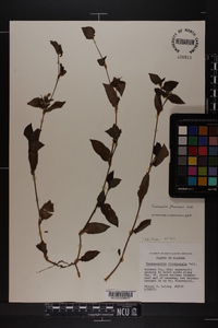 Tradescantia occidentalis image