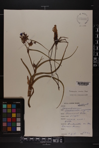 Tradescantia roseolens image