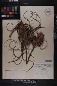 Tillandsia balbisiana image