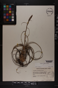 Tillandsia balbisiana image