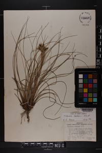 Tillandsia bartramii image