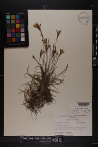 Tillandsia recurvata image