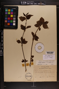 Viburnum alabamense image