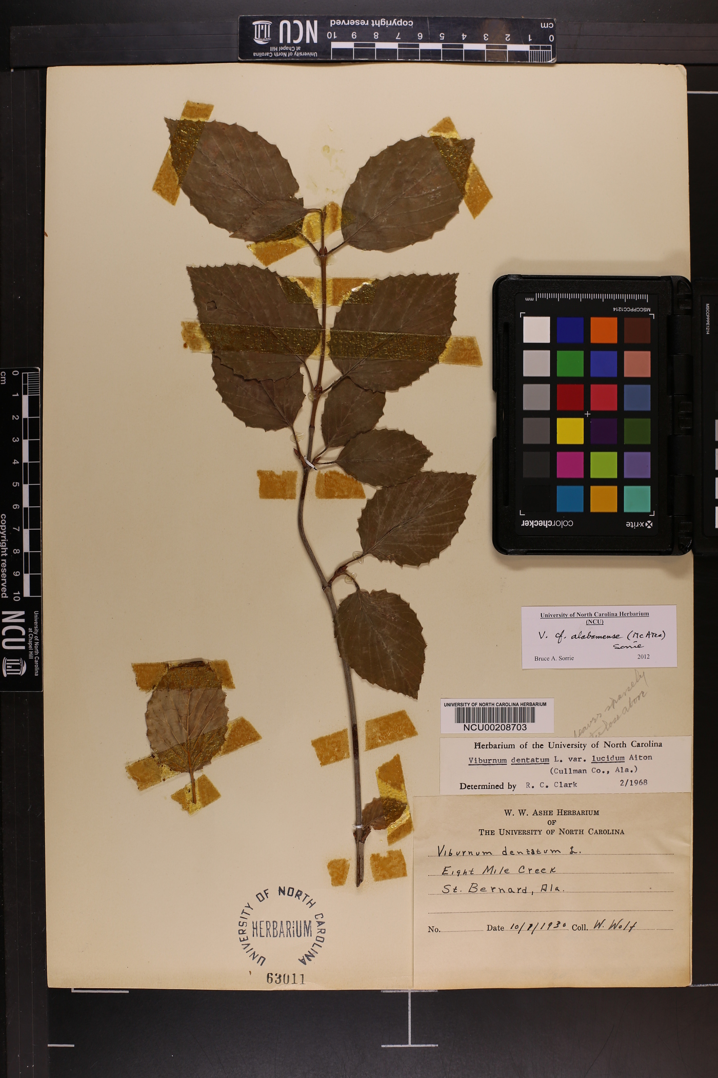 Viburnum alabamense image