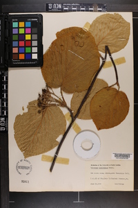 Viburnum lantanoides image